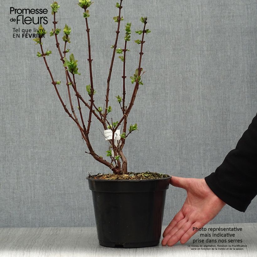 Spécimen de Lonicera caerulea Boreal Beauty - camérisier bleu Pot de 3L/4L tel que livré en hiver