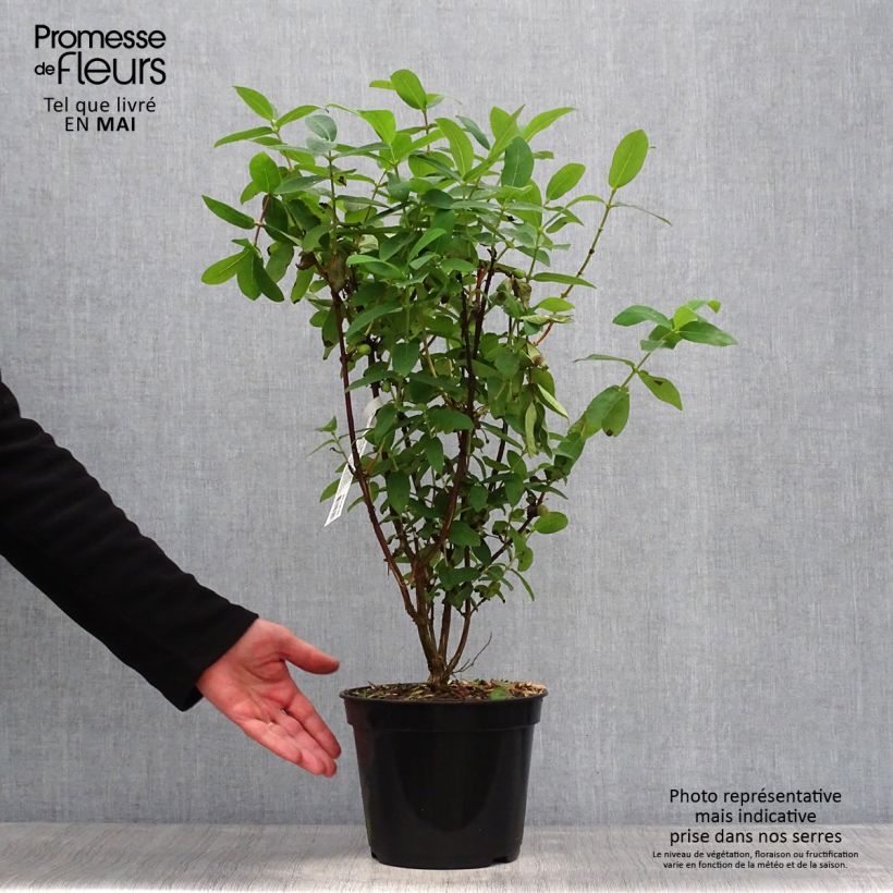 Spécimen de Lonicera caerulea Boreal Beauty - camérisier bleu Pot de 3L/4L tel que livré au printemps