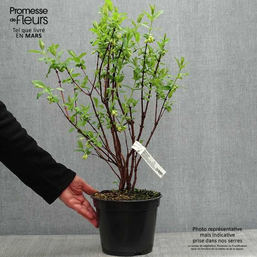 Spécimen de Lonicera caerulea Strawberry Sensation - Camérisier bleu Pot de 3L/4L tel que livré au printemps