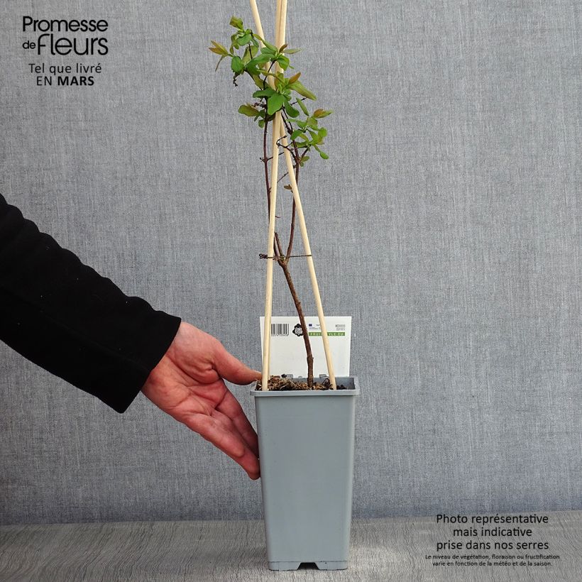 Spécimen de Lonicera caerulea ssp. kamtchatica - Baie de mai Pot de 1,5L/2L tel que livré en hiver