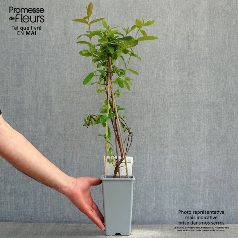 Spécimen de Lonicera caerulea ssp. kamtchatica - Baie de mai Pot de 1,5L/2L tel que livré au printemps