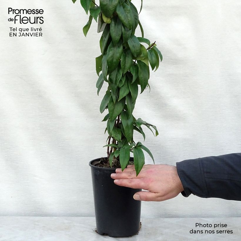 Spécimen de Chèvrefeuille de Henry - Lonicera henryi Copper Beauty Pot de 2L/3L tel que livré en hiver