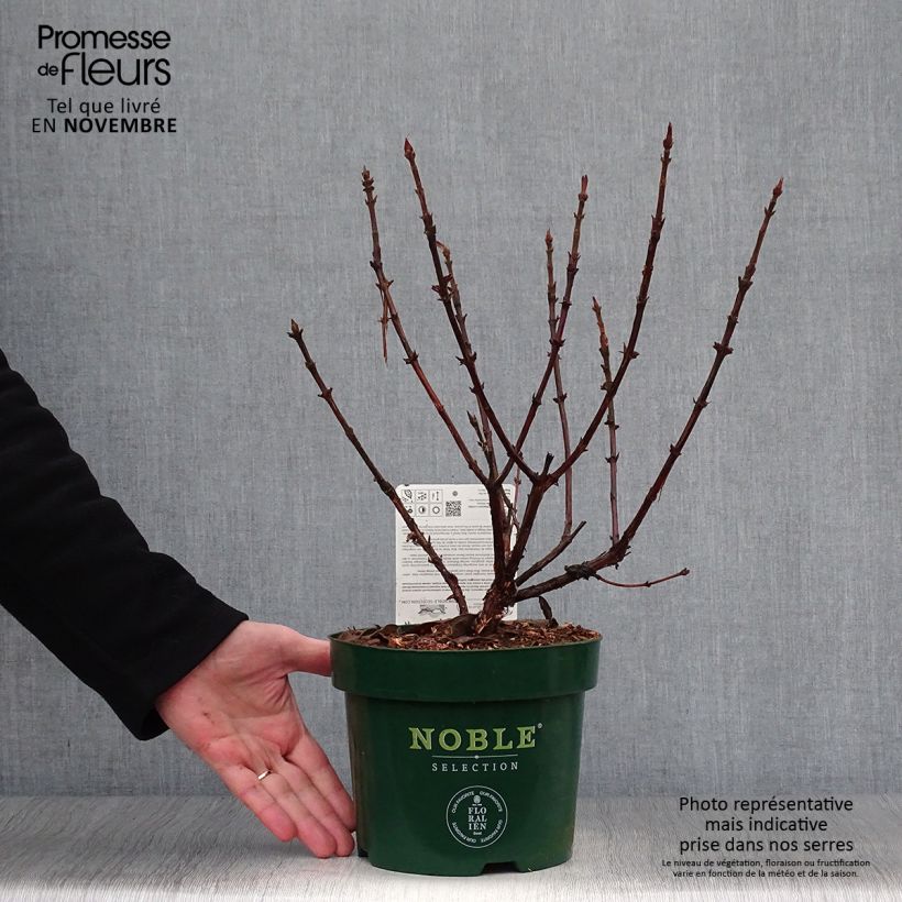 Spécimen de Lonicera caerulea var. kamtschatica Blue Velvet - Baie de mai Pot de 1,5L/2L, Buisson tel que livré en automne