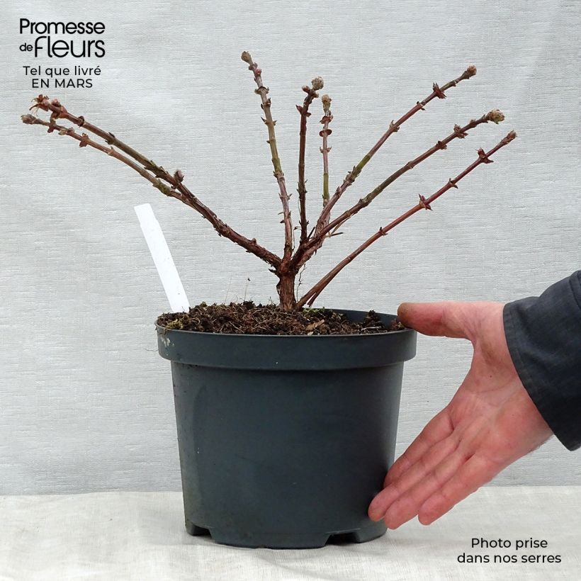 Spécimen de Lonicera kamtschatica Duet - Baie de mai Pot de 1,5L/2L, Buisson tel que livré au printemps