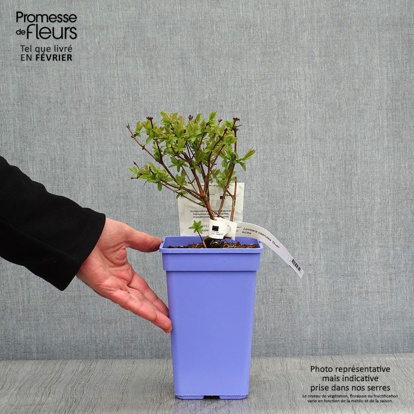 Spécimen de Lonicera kamtschatica Duet - Baie de mai Pot de 1,5L/2L, Buisson tel que livré en hiver