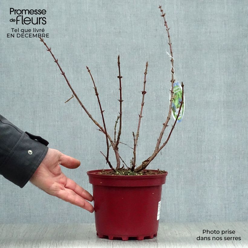 Spécimen de Lonicera kamtschatica Sweet Myberry - Baie de mai Pot de 3L/4L, Livré en hauteur 30/40 cm tel que livré en hiver