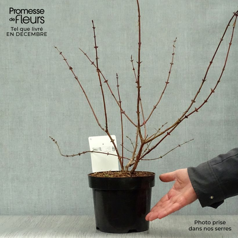 Spécimen de Lonicera kamtschatica Eisbär - Baie de Mai Pot de 1,5L/2L tel que livré en hiver