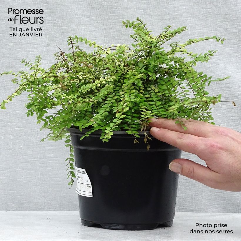 Spécimen de Lonicera nitida Baggesen's Gold - Chèvrefeuille arbustif Pot de 2L/3L tel que livré en hiver