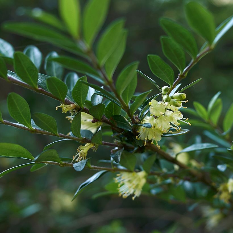 Lonicera nitida - Chèvrefeuille à feuilles de buis  (Floraison)