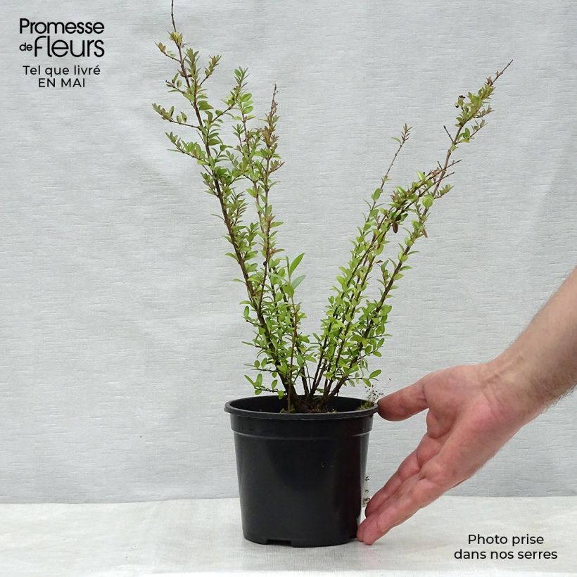 Spécimen de Lonicera nitida Elegant - Chèvrefeuille à feuille de Buis Pot de 1L/1,5L tel que livré au printemps