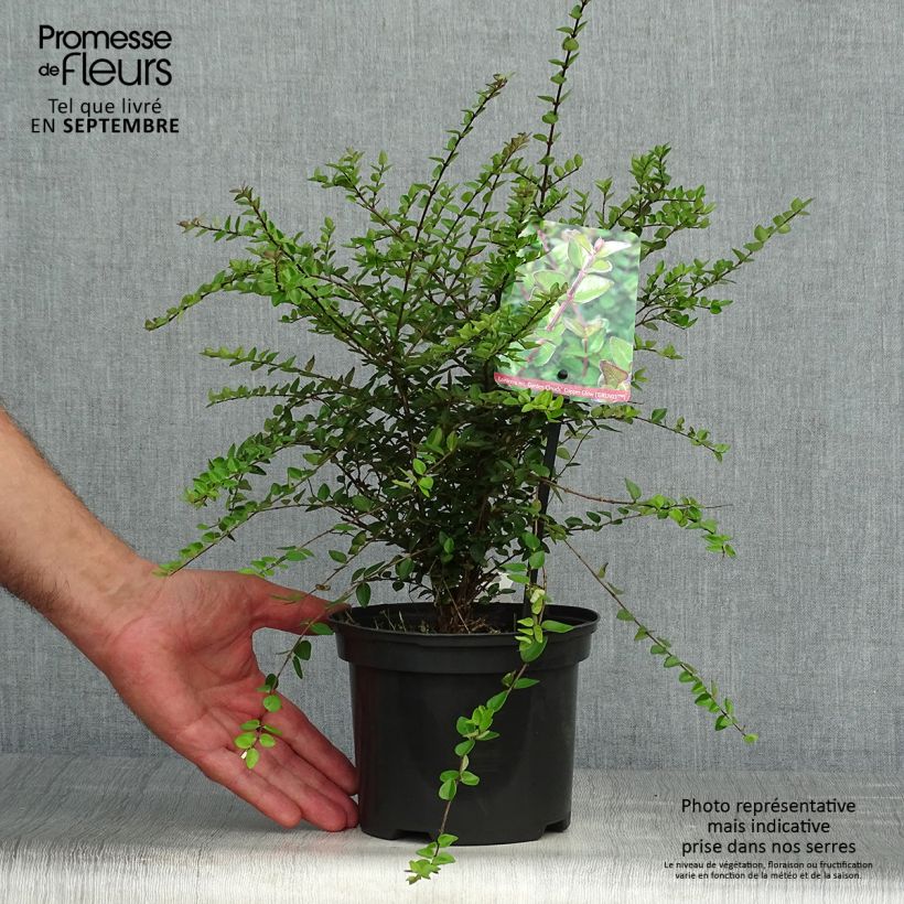 Spécimen de Lonicera nitida Garden Clouds Copper Glow - Chèvrefeuille arbustif Pot de 2L/3L tel que livré en automne