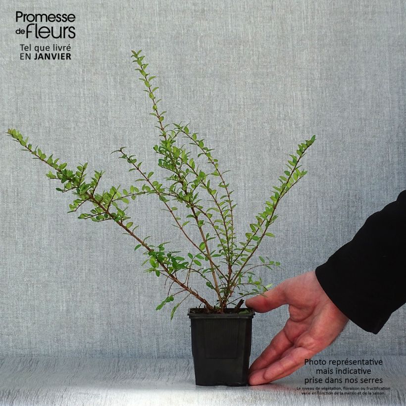 Spécimen de Lonicera nitida Hohenheimer Findling - Chèvrefeuille arbustif Godet de 8/9 cm tel que livré en hiver