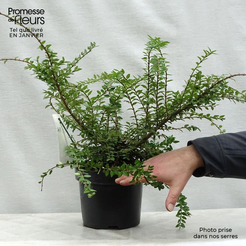 Spécimen de Lonicera nitida Maigrün - Chèvrefeuille arbustif Pot de 1L/1,5L tel que livré en hiver