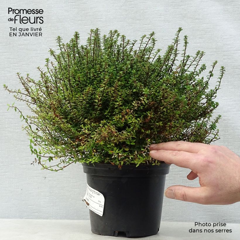 Spécimen de Lonicera nitida Red Tips - Chèvrefeuille à feuilles de buis. Pot de 2L/3L tel que livré en hiver