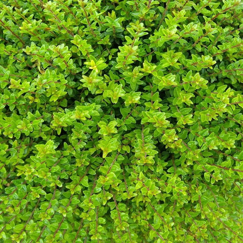 Lonicera nitida Tidy Tips - Chèvrefeuille à feuilles de Buis (Feuillage)