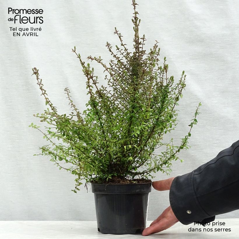 Amostra de Lonicera nitida Vaso de 1 L/1,5 L tal como entregue na primavera