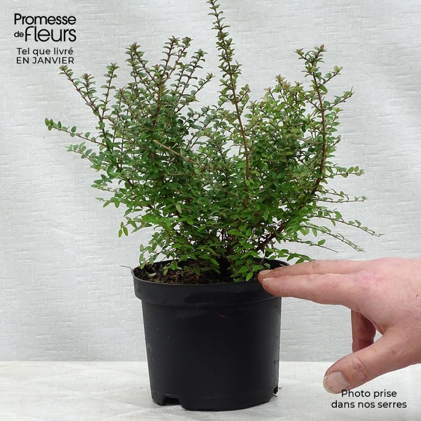 Spécimen de Lonicera nitida - Chèvrefeuille à feuilles de buis  Pot de 1L/1,5L tel que livré en hiver