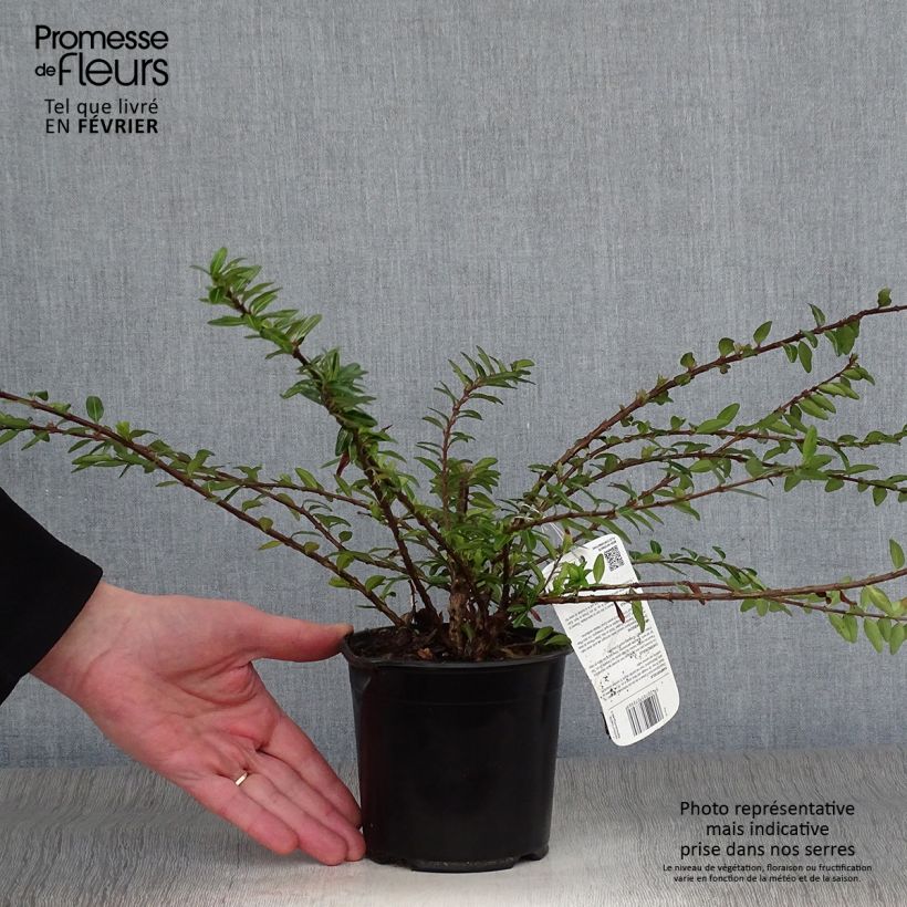 Spécimen de Lonicera pileata - Chèvrefeuille à cupule Pot de 1L/1,5L tel que livré en hiver