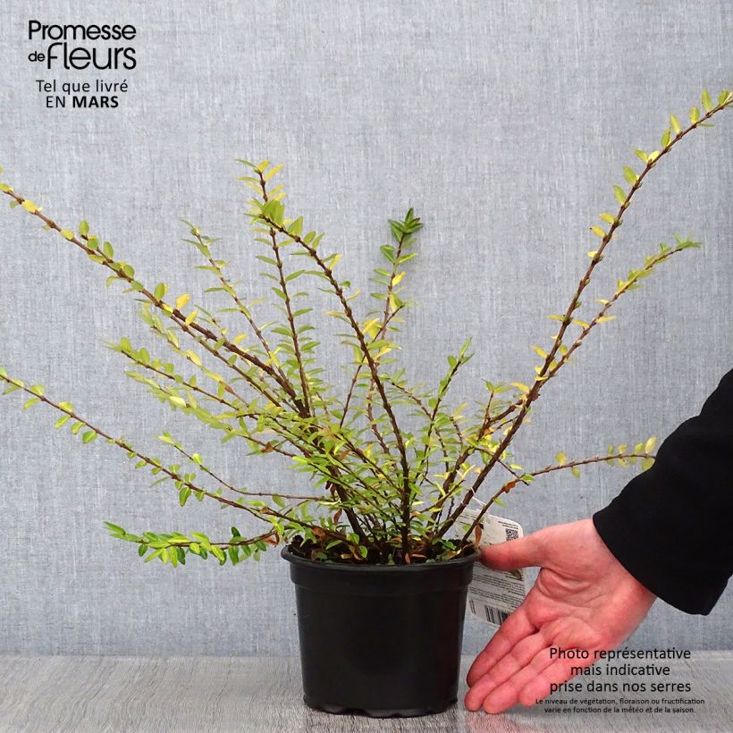 Spécimen de Lonicera pileata - Chèvrefeuille à cupule Pot de 2L/3L tel que livré en hiver