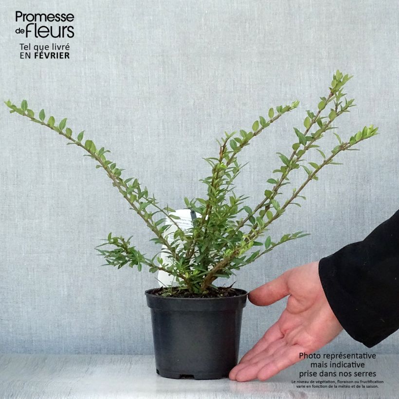 Spécimen de Lonicera pileata Mossgreen - Chèvrefeuilles à cupule Pot de 1L/1,5L tel que livré en hiver