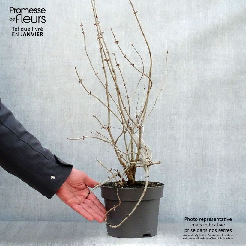 Spécimen de Lonicera tatarica - Chèvrefeuille de Tartarie Pot de 2L/3L tel que livré en hiver