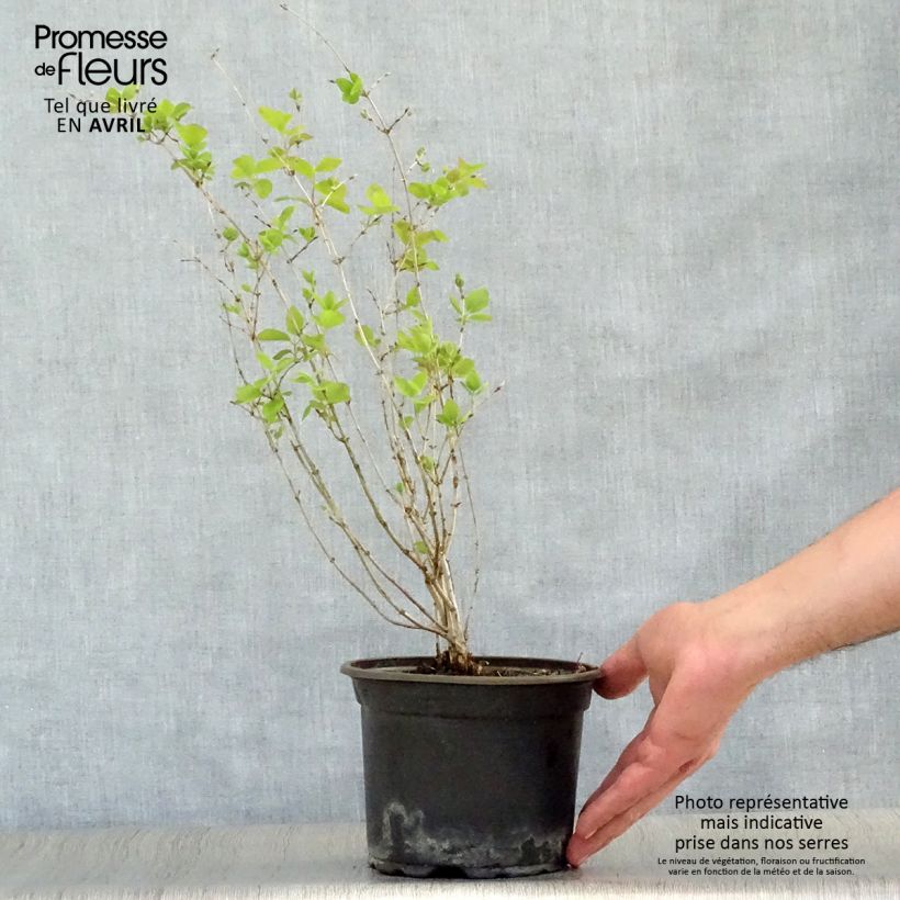 Spécimen de Lonicera tatarica - Chèvrefeuille de Tartarie Pot de 2L/3L tel que livré au printemps