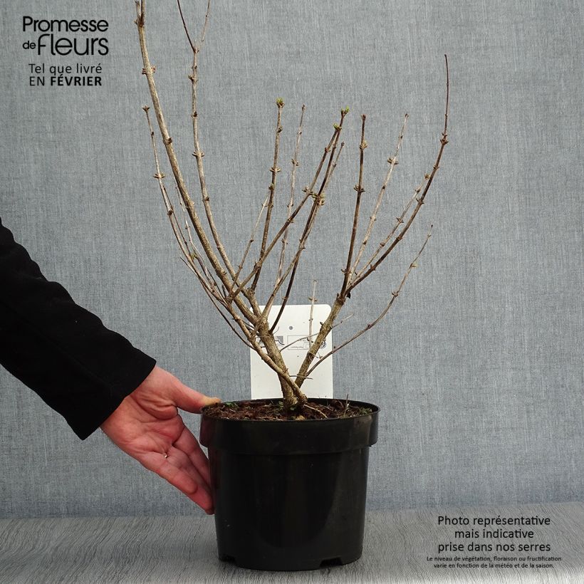 Spécimen de Lonicera tatarica Hack's Red - Chèvrefeuille de tatarie Pot de 3L/4L tel que livré en hiver