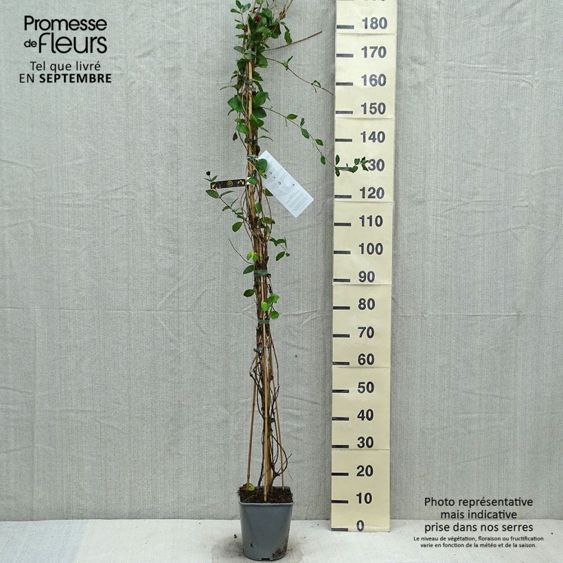 Spécimen de Chèvrefeuille - Lonicera x heckrottii Pot de 3L/4L tel que livré en automne