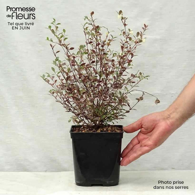 Spécimen de Lophomyrtus Magic dragon Pot de 2L/3L tel que livré en été