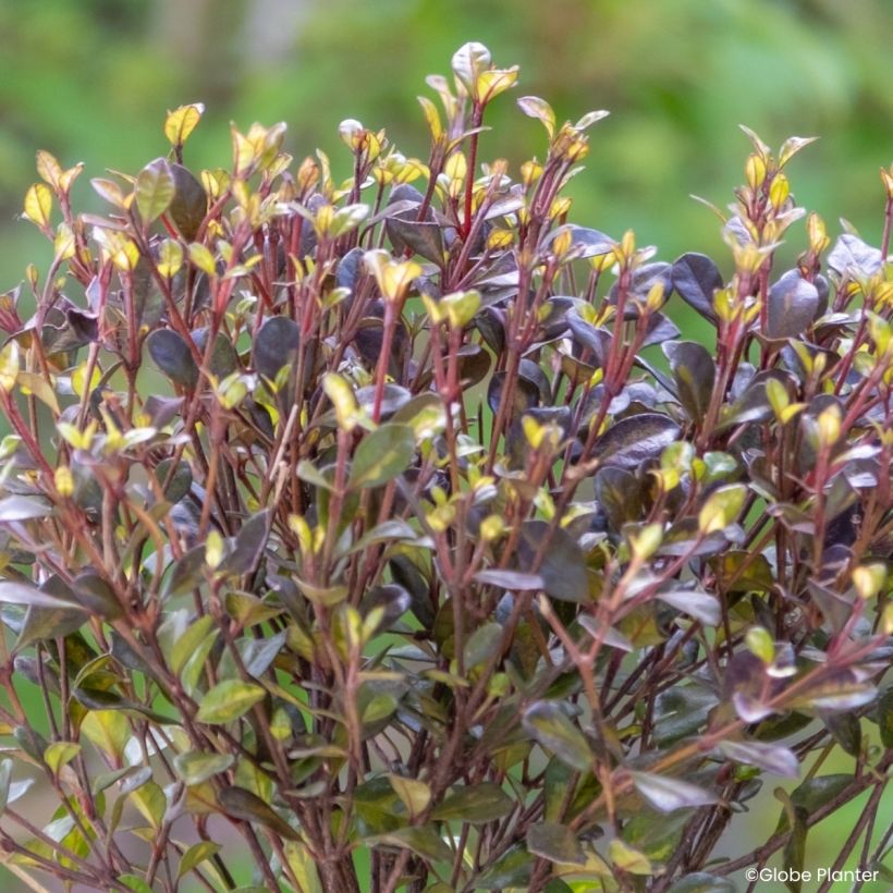Lophomyrtus Black Stallion (Feuillage)