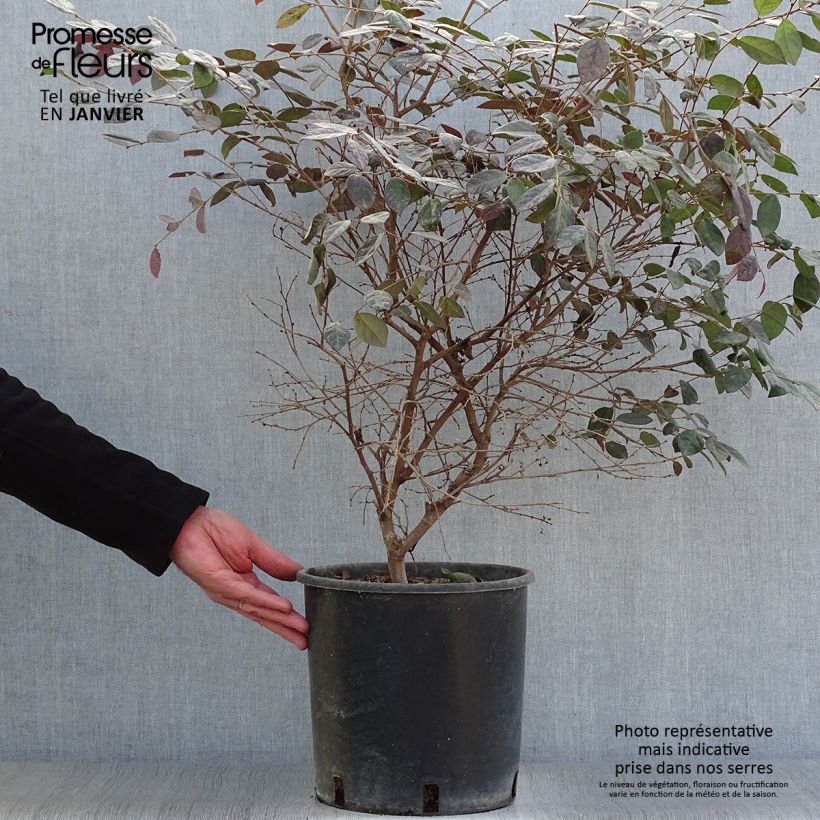 Spécimen de Loropetalum chinense Fire dance Pot de 7,5L/10L tel que livré en hiver