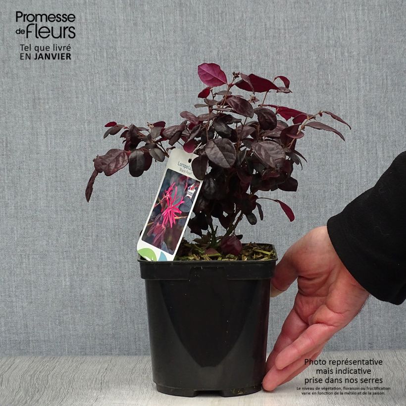 Spécimen de Loropetalum chinense Black Pearl Pot de 1,5L/2L tel que livré en hiver