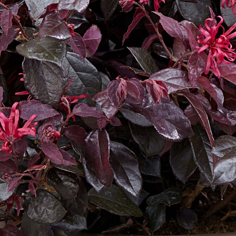 Loropetalum chinense Ever Red (Feuillage)