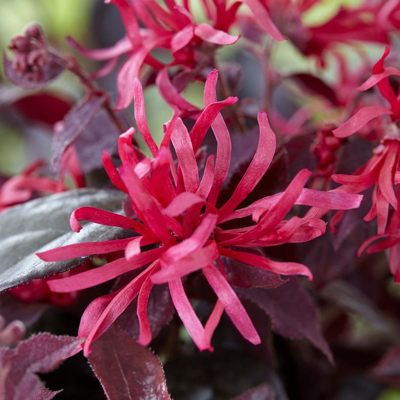 Loropetalum chinense Ever Red (Floraison)