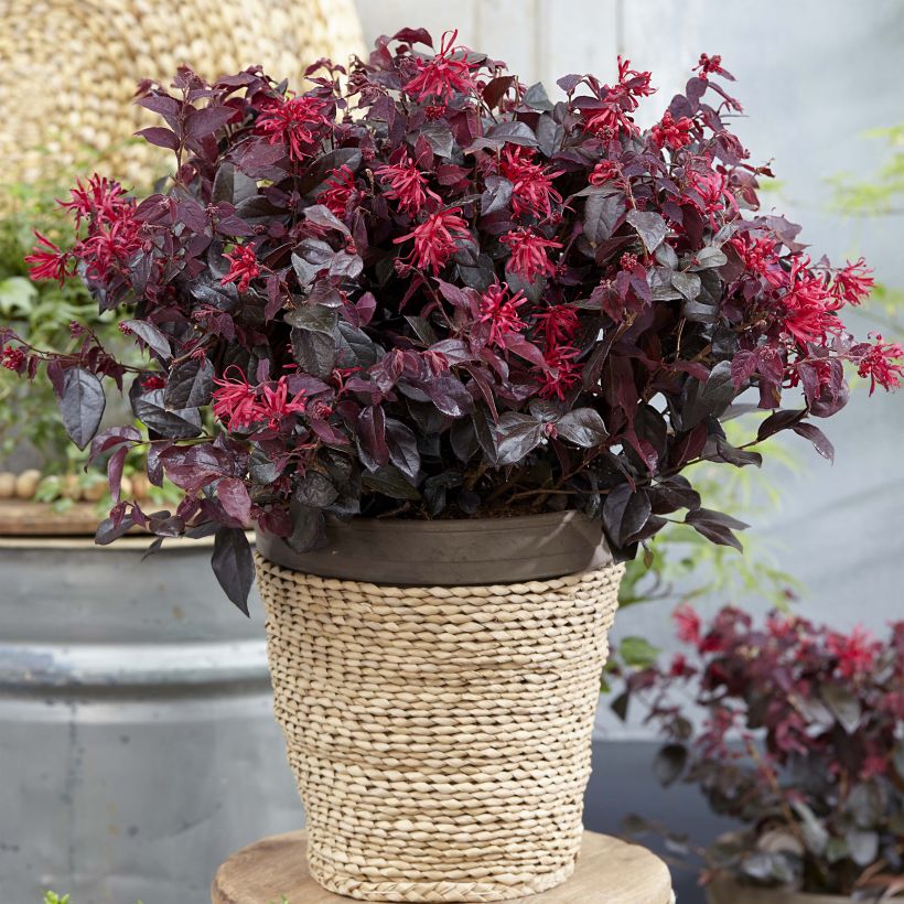 Loropetalum chinense Ever Red (Port)