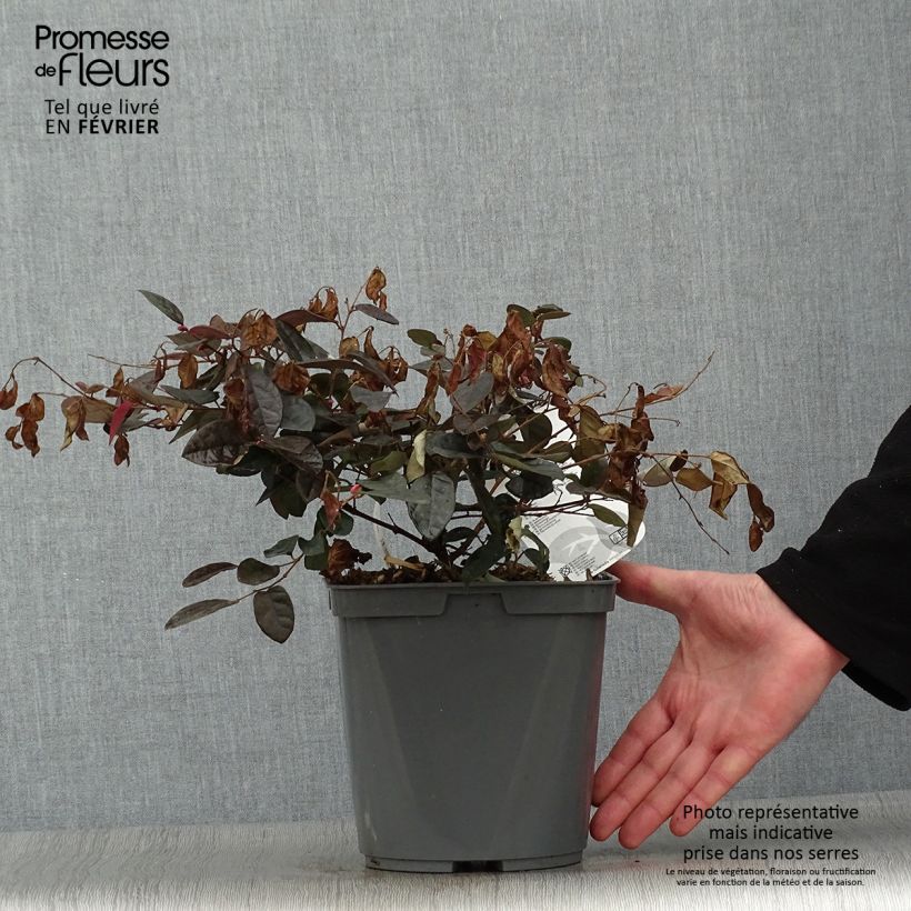 Spécimen de Loropetalum chinense Fire dance Pot de 3L/4L tel que livré en hiver