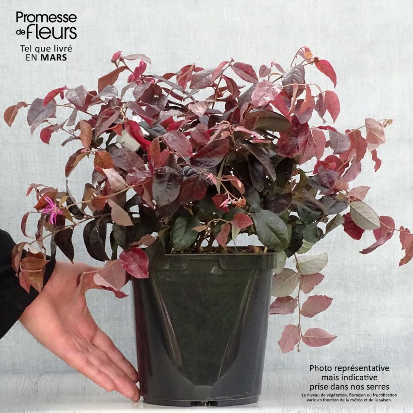 Spécimen de Loropetalum chinense Pipa's Red Pot de 2L/3L tel que livré au printemps