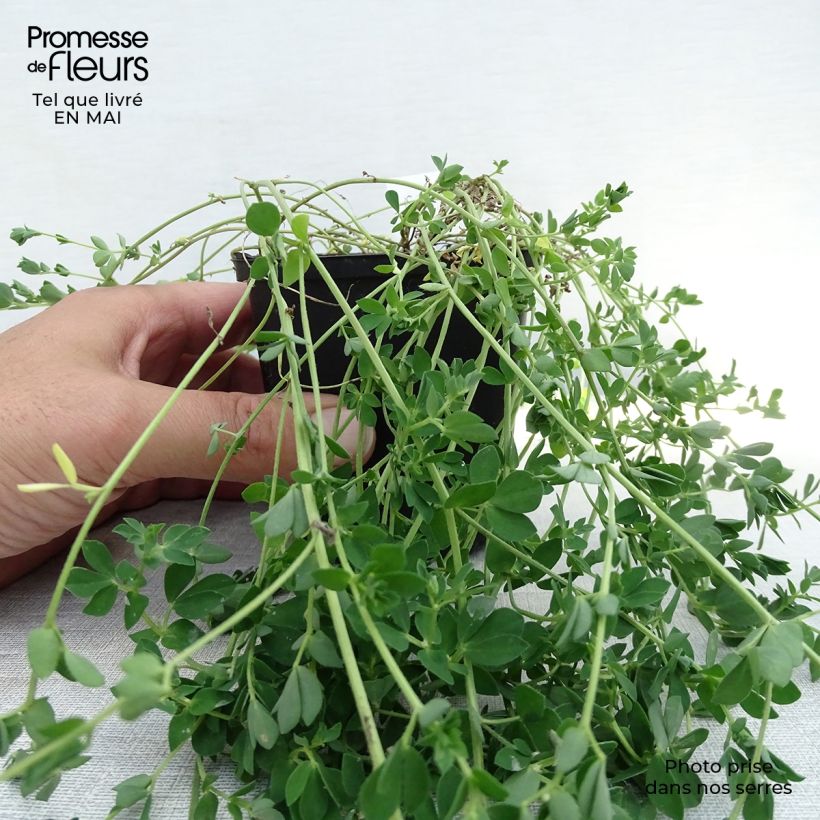 Spécimen de Lotus corniculatus Plenus - Lotier commun à fleurs doubles Godet de 8/9 cm tel que livré au printemps