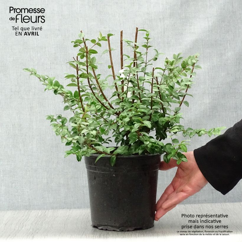 Spécimen de Luma chequen - Myrte du Chili Pot de 4L/5L tel que livré au printemps