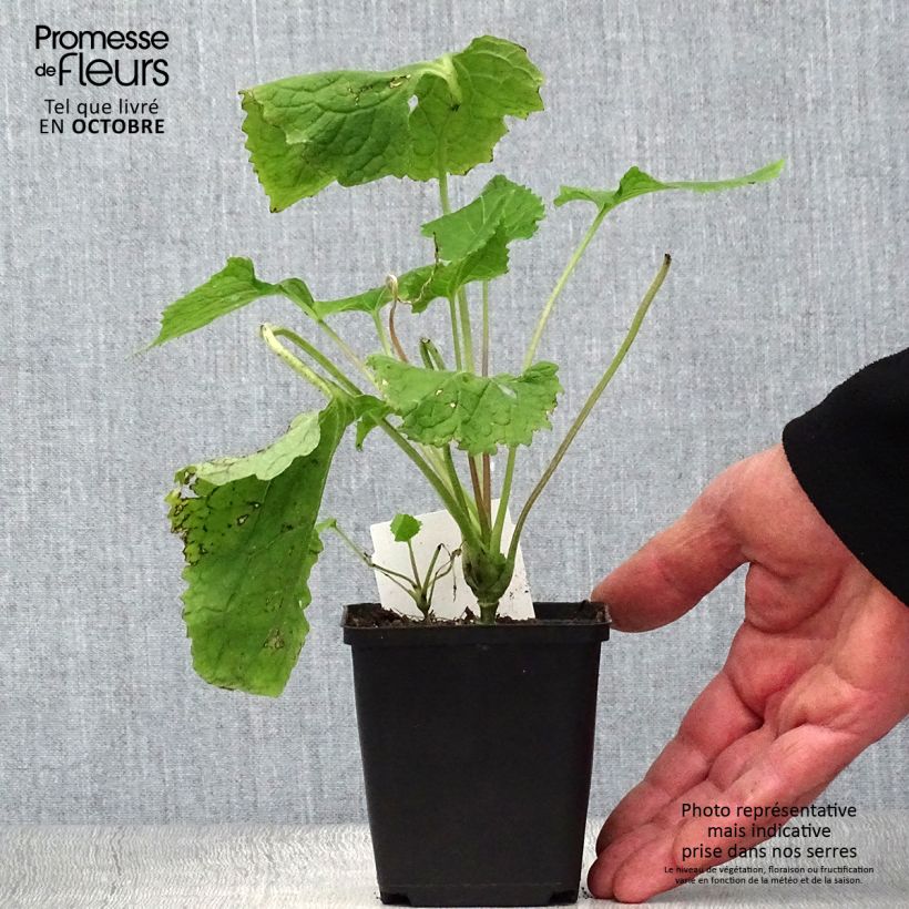 Spécimen de Lunaire vivace - Lunaria rediviva Godet de 8/9 cm tel que livré en automne