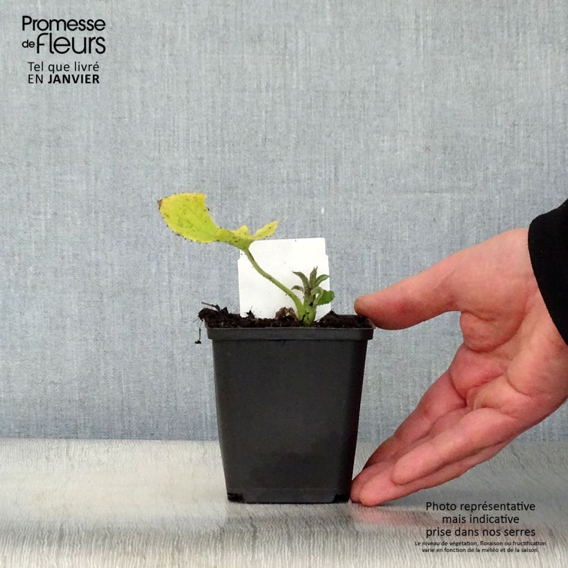 Spécimen de Lunaire vivace - Lunaria rediviva Godet de 8/9 cm tel que livré en hiver