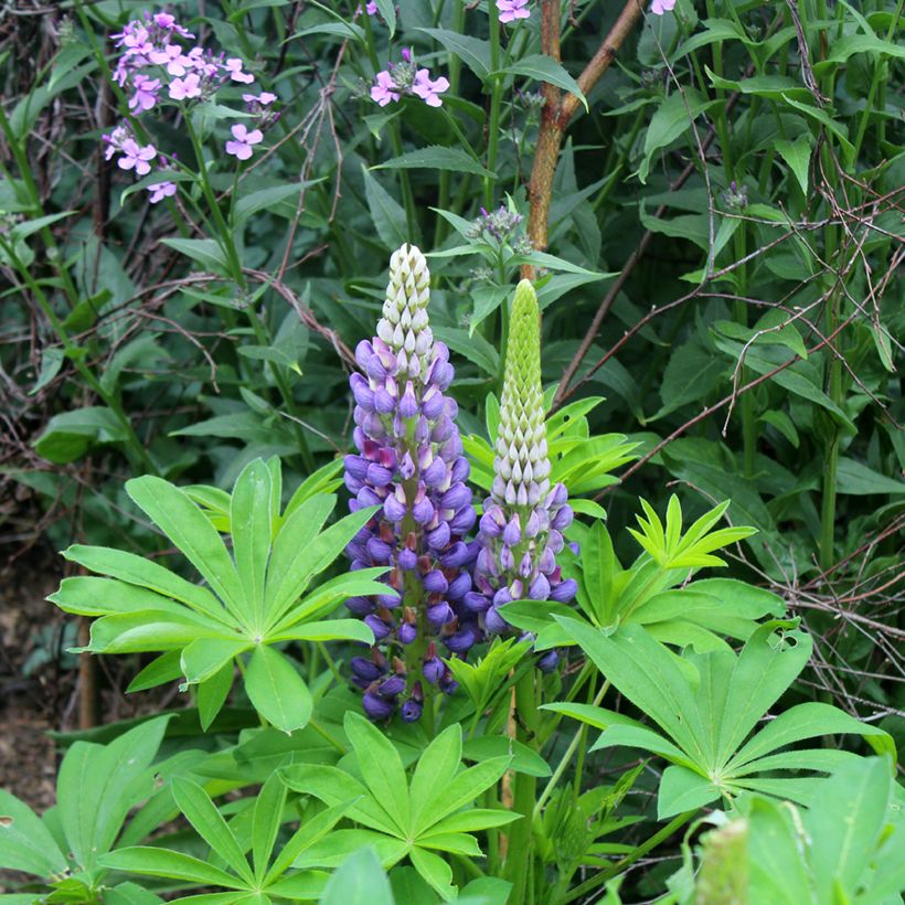 Lupin Gallery Blue (Floraison)