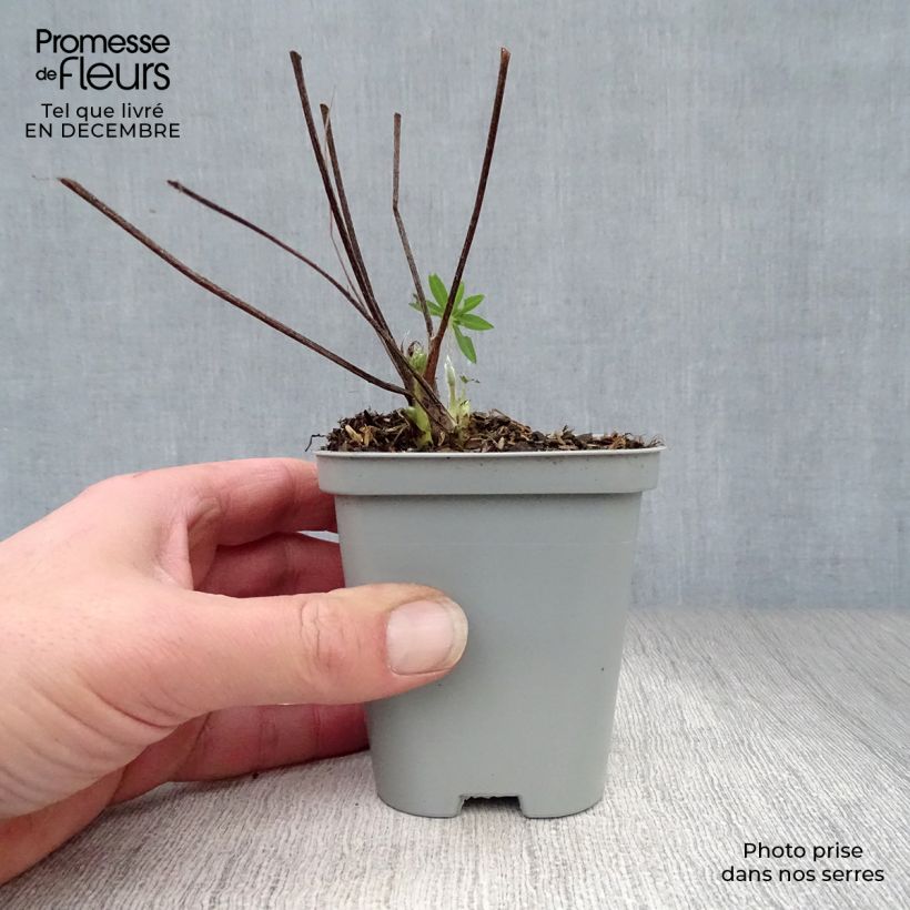 Spécimen de Lupin Gallery Blue Godet de 8/9 cm tel que livré en hiver