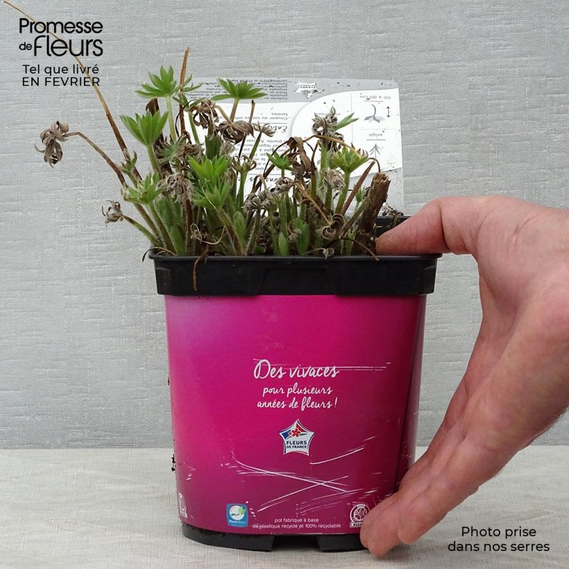 Spécimen de Lupin Gallery Pink Pot de 2L/3L tel que livré en hiver