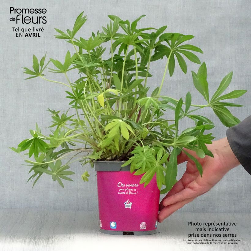Spécimen de Lupin Gallery Pink Pot de 2L/3L tel que livré au printemps