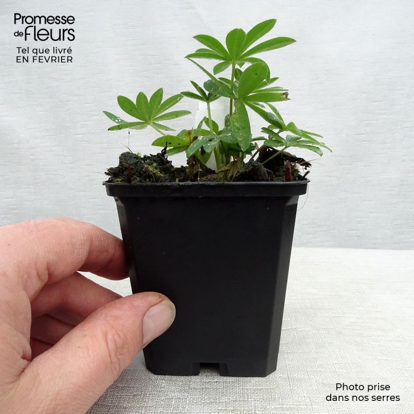 Spécimen de Lupin Gallery Pink Godet de 8/9 cm tel que livré en hiver