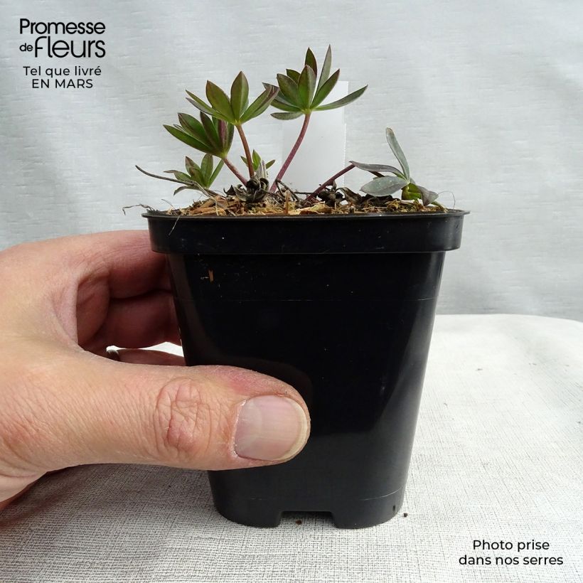 Spécimen de Lupin Gallery Red Godet de 8/9 cm tel que livré en hiver