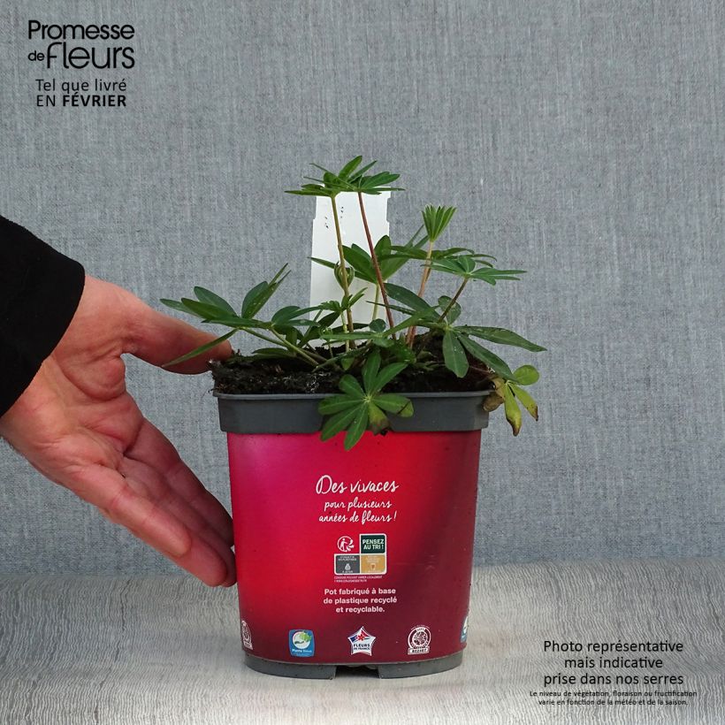 Spécimen de Lupin Gallery Red Pot de 2L/3L tel que livré en hiver