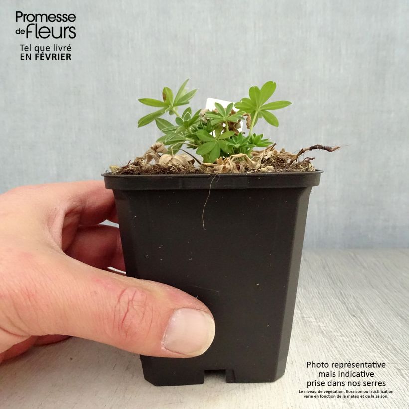 Spécimen de Lupin Gallery White Godet de 8/9 cm tel que livré en hiver