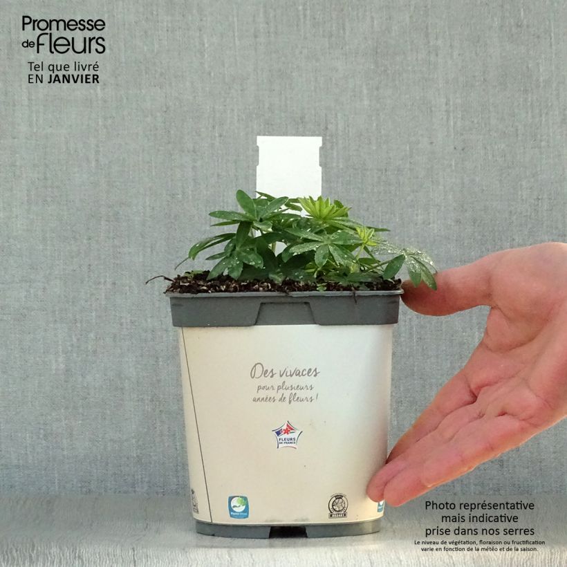 Spécimen de Lupin Gallery White Pot de 2L/3L tel que livré en hiver